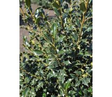 Ilex aquifolium 'Alaska' , p 17, h 35 cm - afbeelding 2