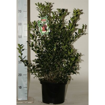 Ilex aquifolium 'Alaska' , p 17, h 35 cm - afbeelding 1