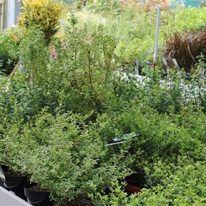 ilex coniferen buxus
