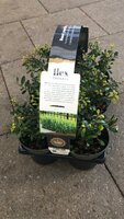 Ilex crenata Dark Green, tray 6 stuks, pot 9 cm