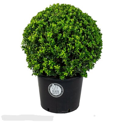 Ilex crenata glory gem, p23 cm bol 30 cm dsn - afbeelding 1