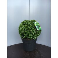 Ilex crenata glory gem, p23 cm bol 30 cm dsn - afbeelding 2