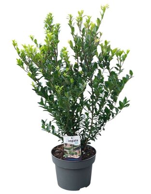 Ilex crenata max Impala, 6-pack