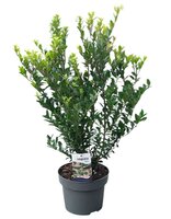 Ilex crenata max Impala, 6-pack