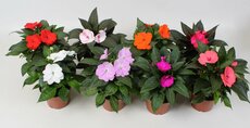Impatiens New Guinea paars, pot 13 cm - afbeelding 2