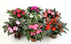 Impatiens New Guinea paars, pot 13 cm - afbeelding 1