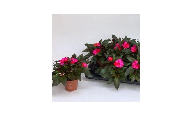 Impatiens NG 'Tamarinda Dark Red, pot 13 cm, h 30 cm