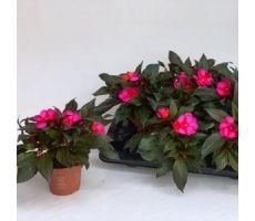 Impatiens NG 'Tamarinda Dark Red, pot 13 cm, h 30 cm