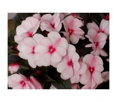Impatiens NG 'Tamarinda Light Pink, pot 13 cm, h 30 cm