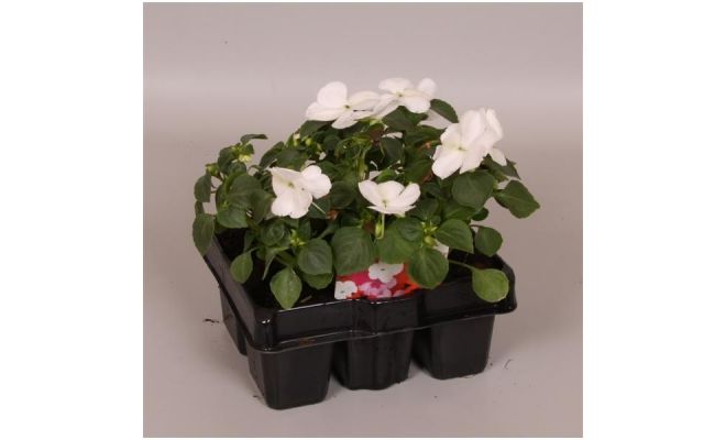 Impatiens Walleriana Grp enkel wit 6p