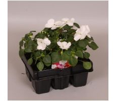 Impatiens Walleriana Grp enkel wit 6p