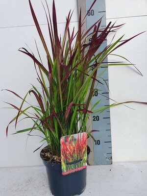 Imperata cylindrica Red Baron