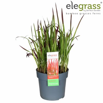 Imperata cylindrica Red Baron, p 14, h 35 cm - afbeelding 1