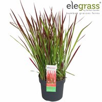 Imperata cylindrica Red Baron, p 14, h 35 cm - afbeelding 3