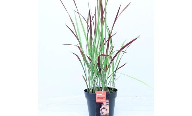 Imperata Cylindrica Red Baron, pot 17 cm