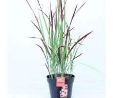 Imperata Cylindrica Red Baron, pot 17 cm