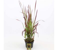 Imperata Cylindrica Red Baron, pot 17 cm, h 60 cm