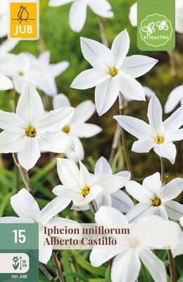 Ipheion un. Alberto Castillo, 15 stuks