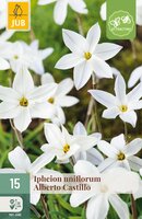 Ipheion un. Alberto Castillo, 15 stuks