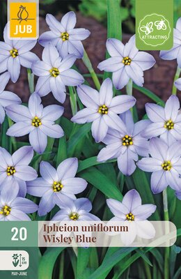 Ipheion un. Wisley Blue, 20 stuks