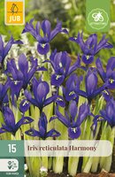 Iris Harmony, 15 stuks