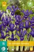 Iris reticulata harmony 15 stuks