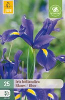 Iris hollandica Blauw, 25 stuks