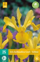 Iris hollandica geel 25 stuks