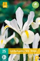 Iris hollandica wit 25 stuks