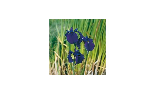 Iris kaempferi P18