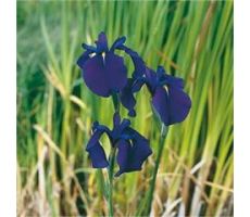 Iris kaempferi P18