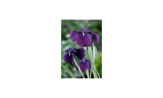 Iris kaempferi 'Variegata' P9