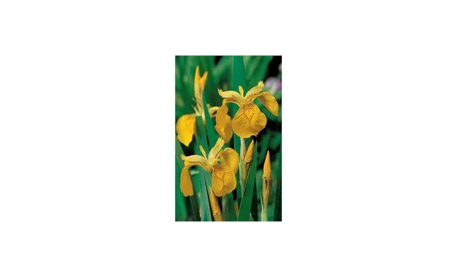 Iris pseudacorus P9 - afbeelding 1