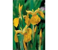 Iris pseudacorus P9 - afbeelding 1