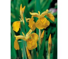 Iris pseudacorus P9 - afbeelding 2