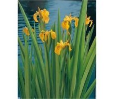 Iris pseudacorus 'Variegata' P9