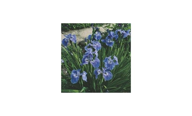 Iris setosa P9
