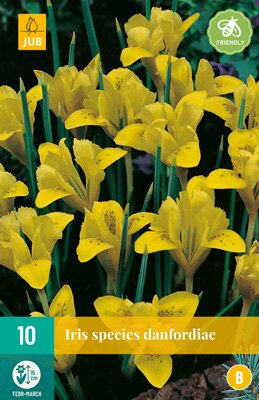 Iris species danfordiae 10 stuks