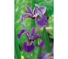 Iris versicolor P18
