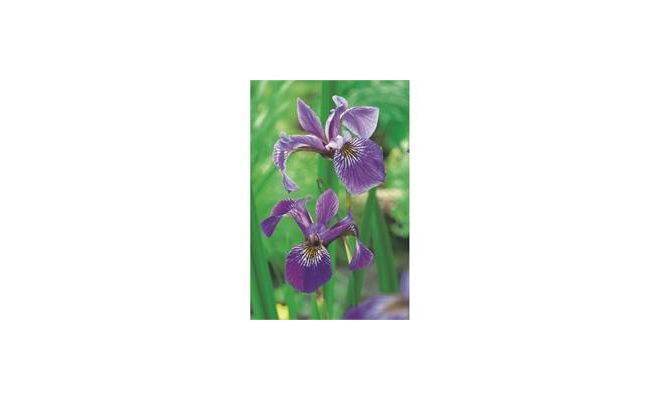 Iris versicolor P9 - afbeelding 1