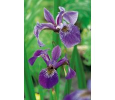 Iris versicolor P9 - afbeelding 2