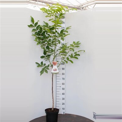 Juglans regia, pot 22 cm, h 100 cm - afbeelding 1