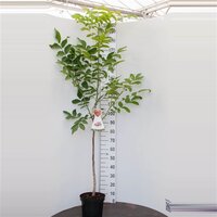 Juglans regia, Walnoot 100cm - afbeelding 1