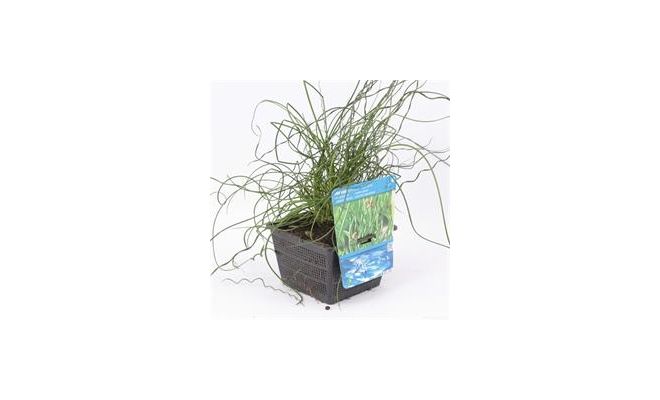 Juncus effusus 'Spiralis' P18