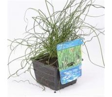 Juncus effusus 'Spiralis' P18