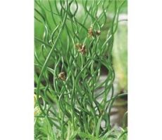 Juncus effusus 'Spiralis' P9 - afbeelding 1