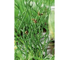 Juncus effusus 'Spiralis' P9 - afbeelding 2