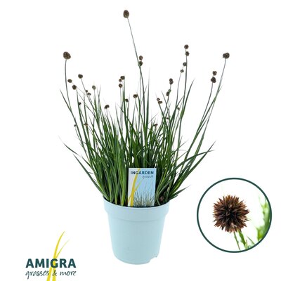 Juncus ensifolius P17