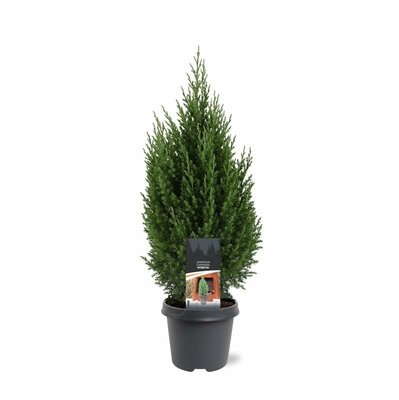 Juniperus chin. 'Stricta, pot 17 cm, h 40 cm - afbeelding 1