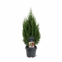 Juniperus chin. 'Stricta, pot 17 cm, h 40 cm - afbeelding 2